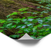 Willamette National Forest | Oregon Poster (Ecke)