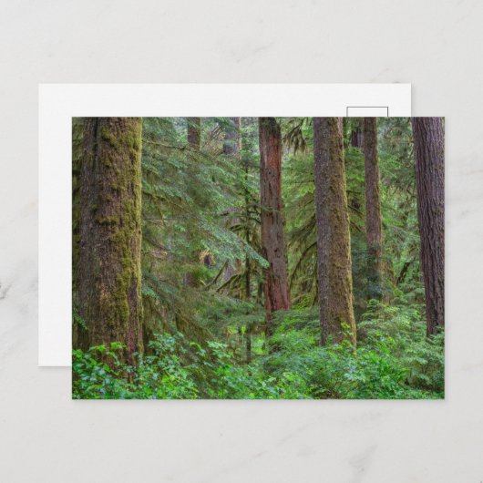 Willamette National Forest | Oregon Postkarte (Vorne/Hinten)