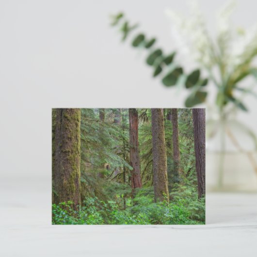 Willamette National Forest | Oregon Postkarte (Stehend Vorderseite)