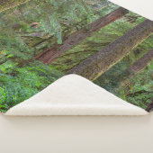 Willamette National Forest | Oregon Sherpadecke (3/4)