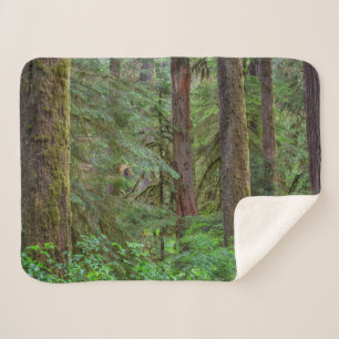 Willamette National Forest Oregon Sherpadecke