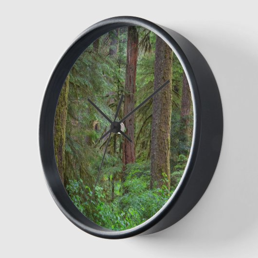 Willamette National Forest | Oregon Uhr (Winkel)