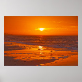 Willet am Strand in Dawn, Florida Poster