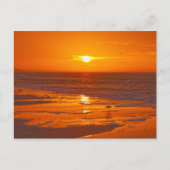 Willet am Strand von Florida in Dawn Postkarte (Vorderseite)