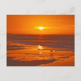Willet am Strand von Florida in Dawn Postkarte