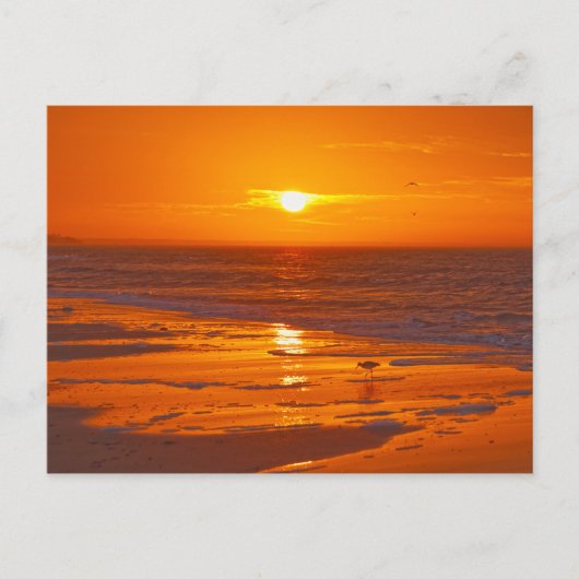 Willet am Strand von Florida in Dawn Postkarte (Vorderseite)