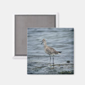 Willet Magnet (Vorderseite/Rückseite)