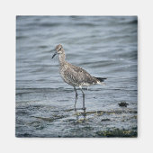 Willet Magnet (Vorne)