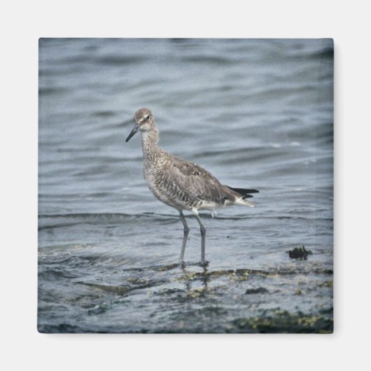 Willet Magnet (Vorne)