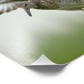 Willet Print Fotodruck (Ecke)