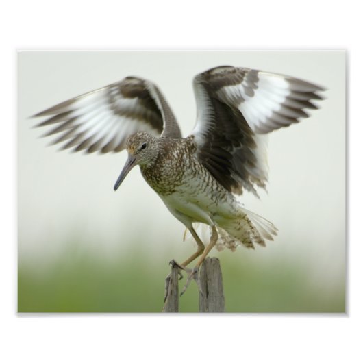 Willet Print Fotodruck (Vorne)