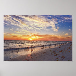 Willets am Strand von Florida bei Sunset Poster