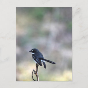 WILLIA WAGTAIL LÄNDLICHE QUEENSLAND AUSTRALIEN POSTKARTE