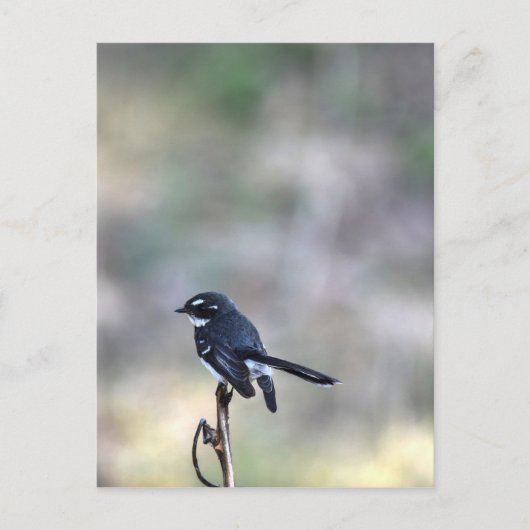 WILLIA WAGTAIL LÄNDLICHE QUEENSLAND AUSTRALIEN POSTKARTE (Vorderseite)