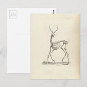 William Cheselden Deer Skeleton Postkarte (Vorne/Hinten)