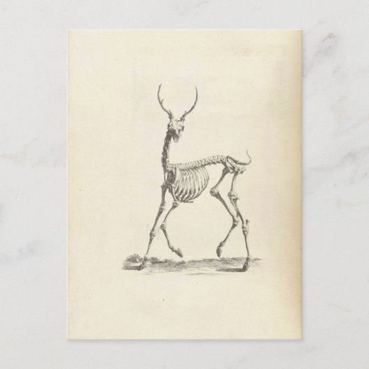 William Cheselden Deer Skeleton Postkarte (Vorderseite)