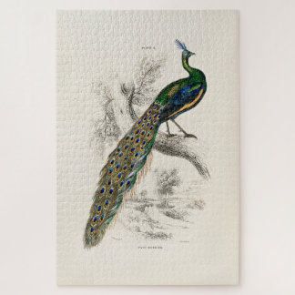 William Jardine - Ein majestätiges männliches Pfau Puzzle