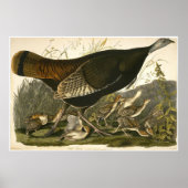 William Lizars Wild Türkei Poster (Vorne)