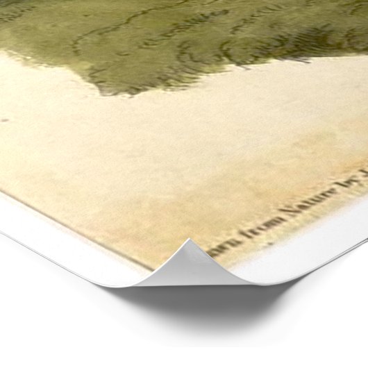 William Lizars Wild Türkei Poster (Ecke)