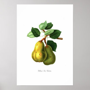 Williams Bon Chpenen pear Poster