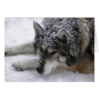 Willie-Wolf