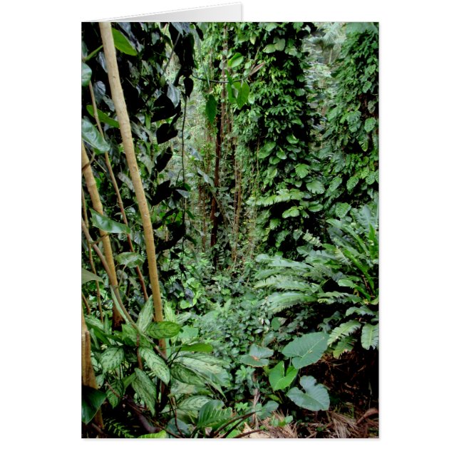 Willkommen im Dschungel (Vorne)