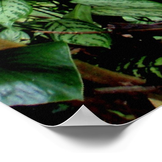 Willkommen im Dschungel Poster (Ecke)