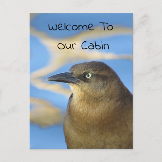 Willkommen in unserem Cabin Blackbird Foto Wildlif Postkarte (Vorderseite)