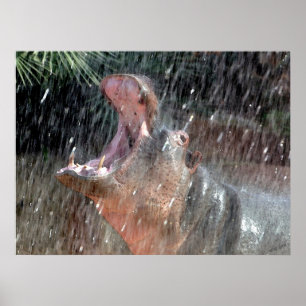 Willkommensdusche Hippopotamus Portrait Poster