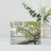 Willow am Cayuga Lake Postkarte (Stehend Vorderseite)