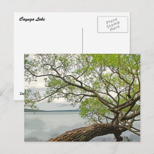 Willow am Cayuga Lake Postkarte (Vorne/Hinten)