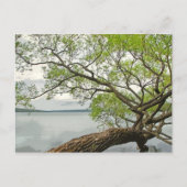 Willow am Cayuga Lake Postkarte (Vorderseite)