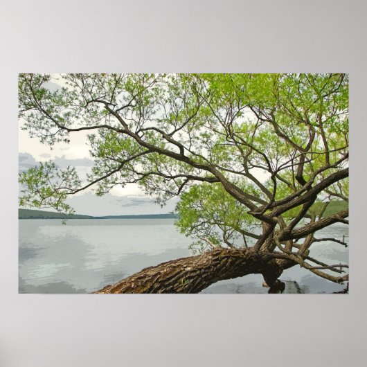 Willow am See Poster (Vorne)