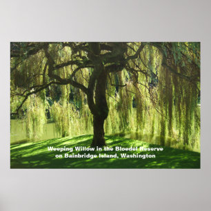 Willow Bloedel Reservat Bainbridge Island Poster