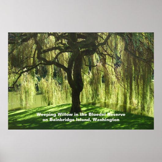 Willow Bloedel Reservat Bainbridge Island Poster (Vorne)