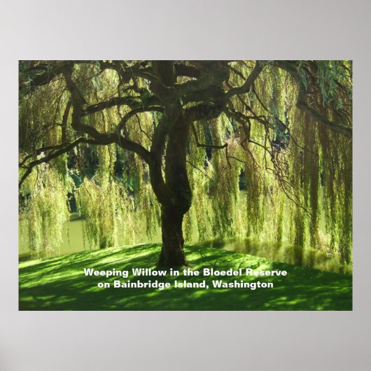 Willow Bloedel Reservat Bainbridge Island Poster (Vorne)