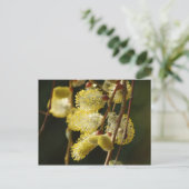 Willow Buds Postcard Postkarte (Stehend Vorderseite)