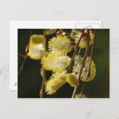 Willow Buds Postcard Postkarte (Vorne/Hinten)