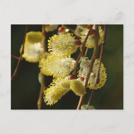 Willow Buds Postcard Postkarte (Vorderseite)