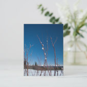 Willow Catkin Portrait Postkarte (Stehend Vorderseite)
