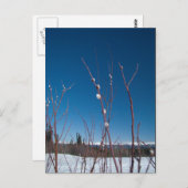 Willow Catkin Portrait Postkarte (Vorne/Hinten)