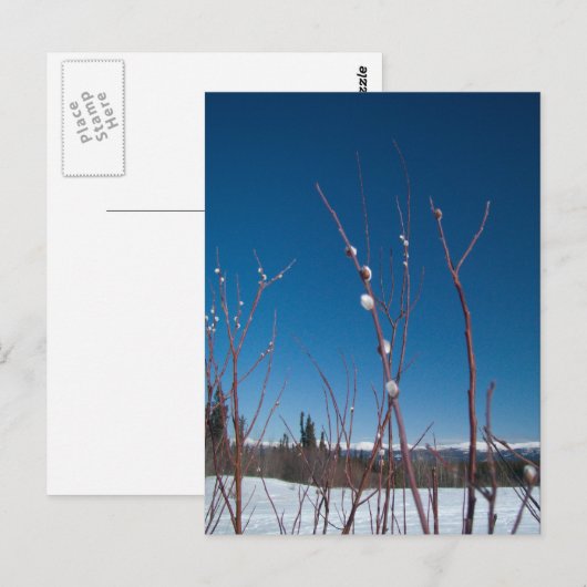 Willow Catkin Portrait Postkarte (Vorne/Hinten)