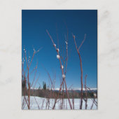 Willow Catkin Portrait Postkarte (Vorderseite)