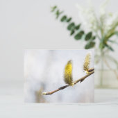 Willow Catkins - Silver World Postkarte (Stehend Vorderseite)