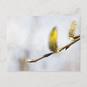 Willow Catkins - Silver World Postkarte