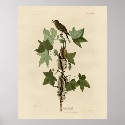 Willow Flycatcher - Audubons Vögel in Amerika Poster (Vorne)