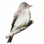 Willow Flycatcher Fotoskulptur Magnet<br><div class="desc">Ein Bild eines Willow Flycatchers</div>