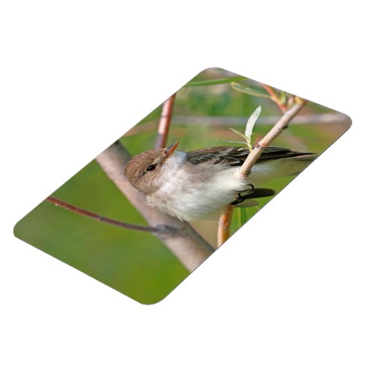 Willow Flycatcher Magnet (Linke Seite)