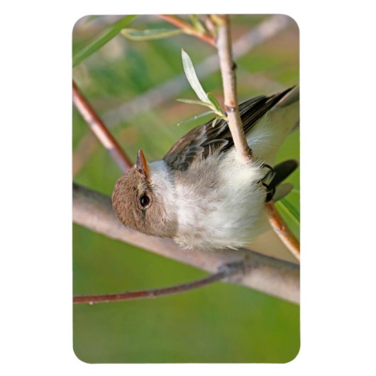 Willow Flycatcher Magnet (Vertikal)