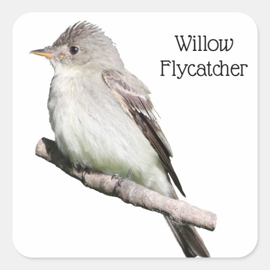 Willow Flycatcher Quadratischer Aufkleber (Vorderseite)